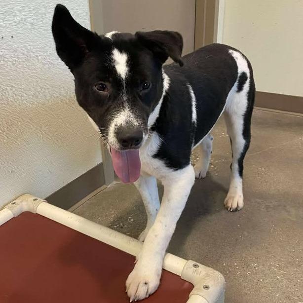 Enlarge Bellatrix, a Adoptable mixed breed in Vinita, OK image 4/5