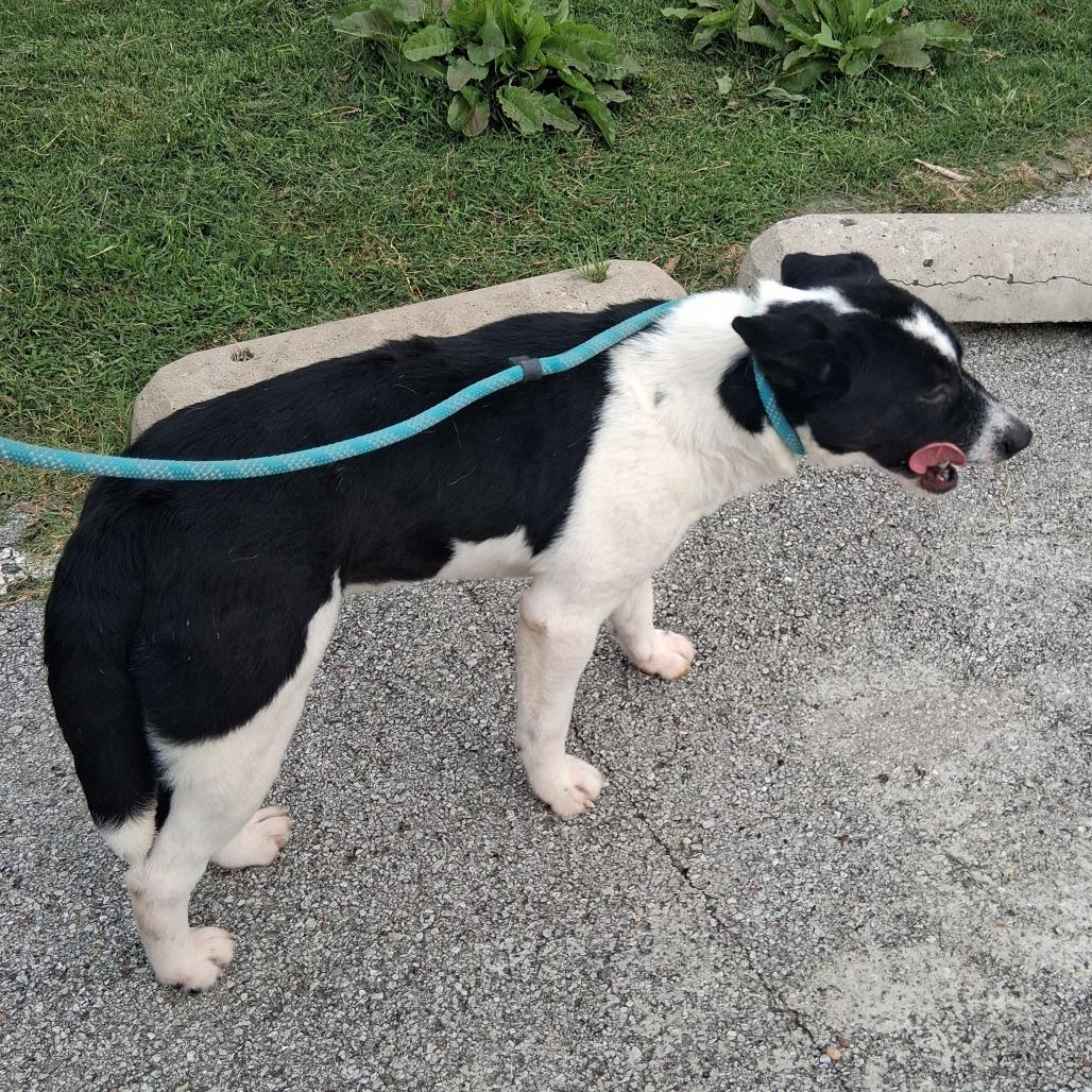 Enlarge Bellatrix, a Adoptable mixed breed in Vinita, OK image 5/5