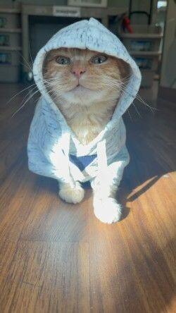 Shaker, a Adoptable Domestic Short Hair in Arlington, WA image 2/5