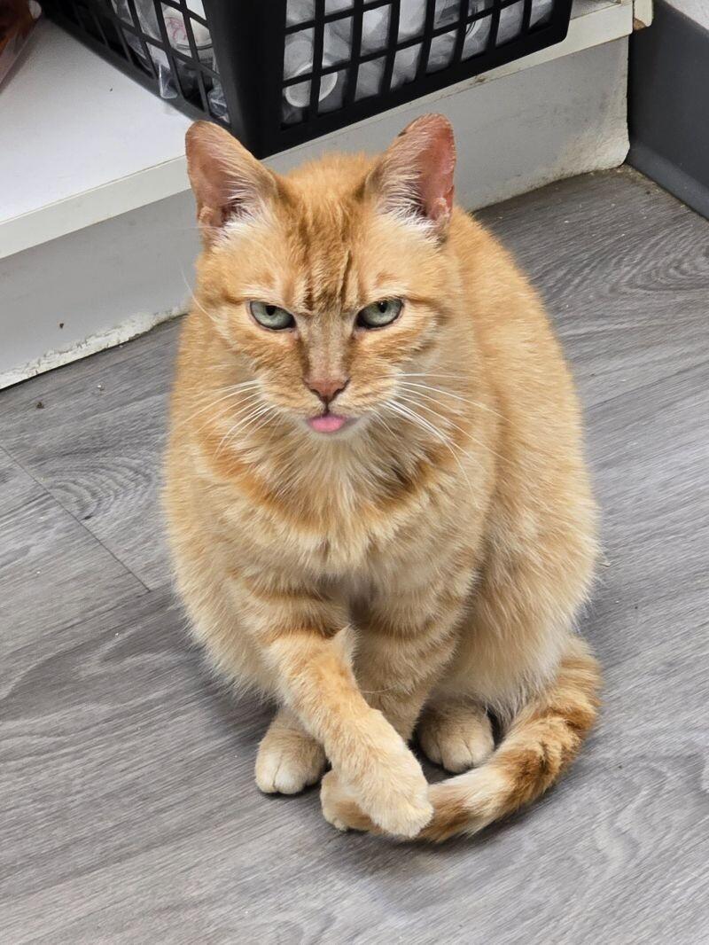 Shaker, a Adoptable Domestic Short Hair in Arlington, WA image 3/5