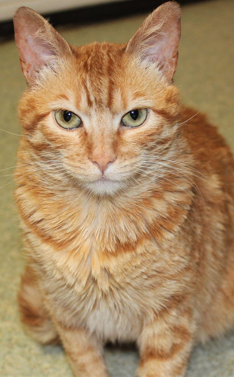 Enlarge Shaker, a Adoptable Domestic Short Hair in Arlington, WA image 2/5