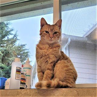 Shaker, a Adoptable Domestic Short Hair in Arlington, WA image 4/5
