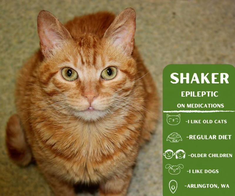 Enlarge Shaker, a Adoptable Domestic Short Hair in Arlington, WA image 4/5