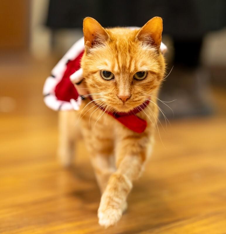 Enlarge Shaker, a Adoptable Domestic Short Hair in Arlington, WA image 5/5