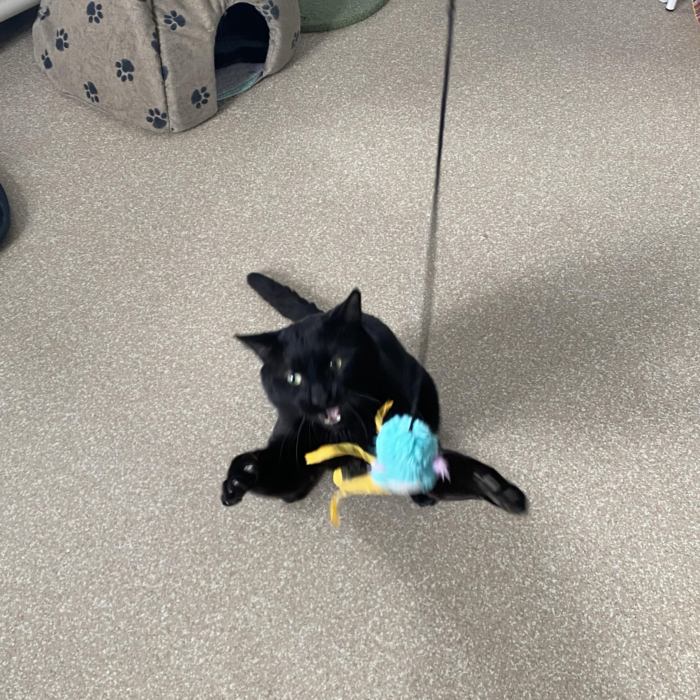 Enlarge Nimbus, an adoption pending Domestic Short Hair in Salisbury, MA image 3/6