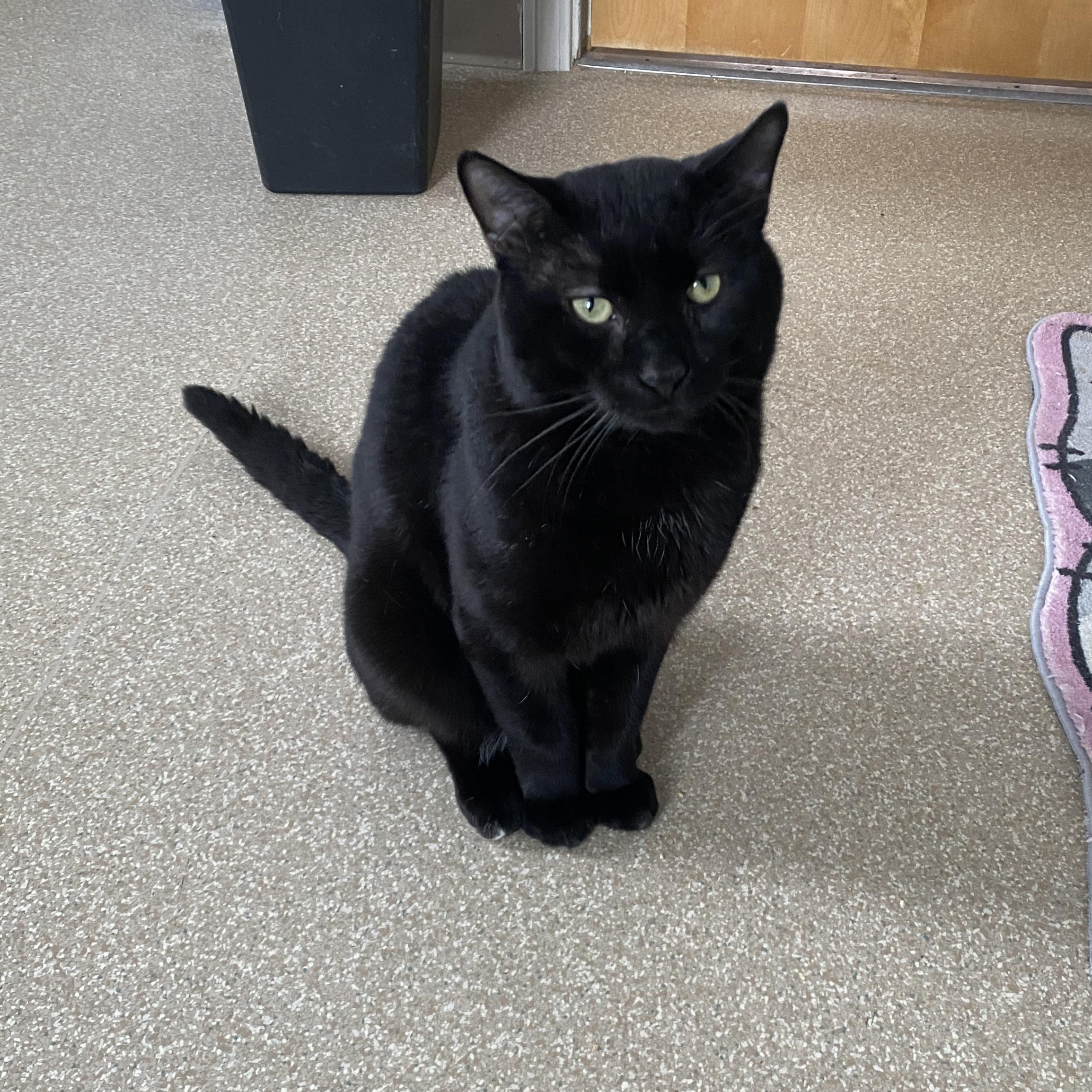 Enlarge Nimbus, an adoption pending Domestic Short Hair in Salisbury, MA image 1/6