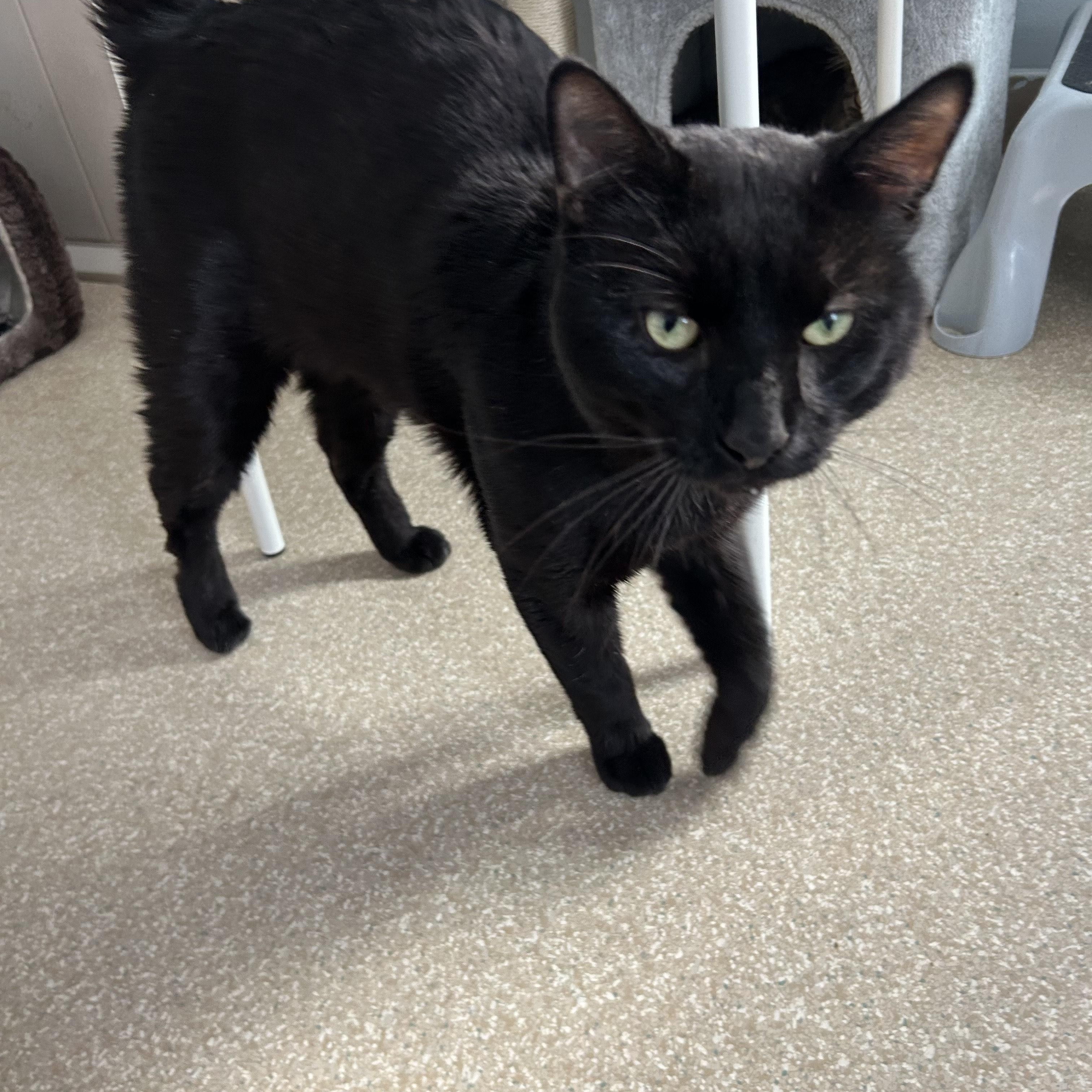 Nimbus, an adoptable Domestic Short Hair in Salisbury, MA image 5/5