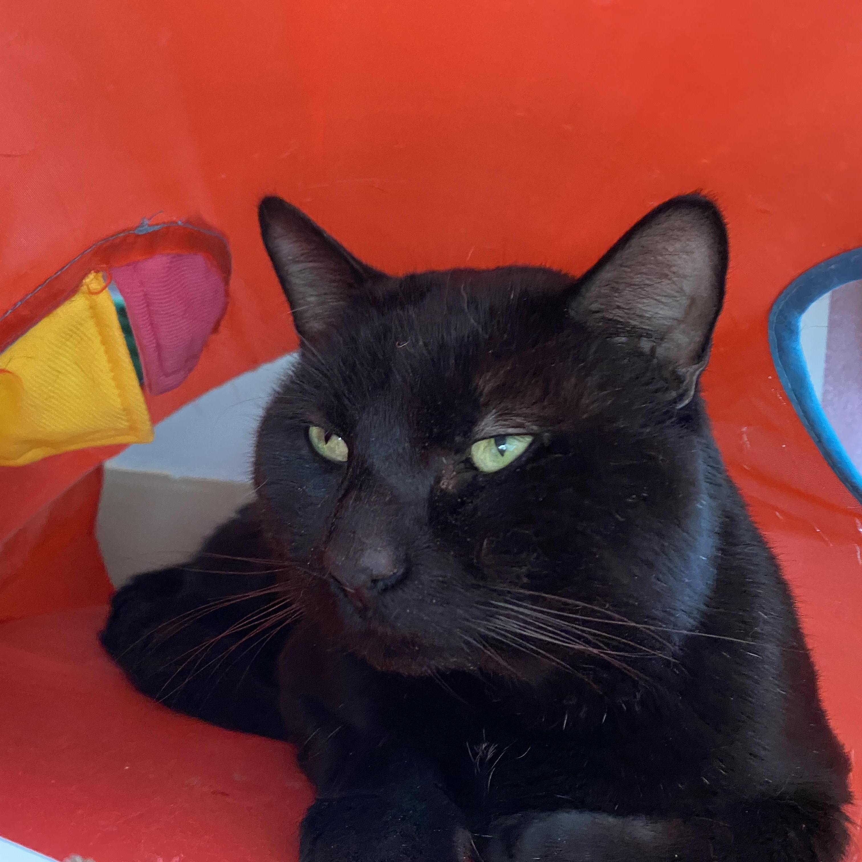 Nimbus, adoptable, Adult Male Domestic Short Hair.