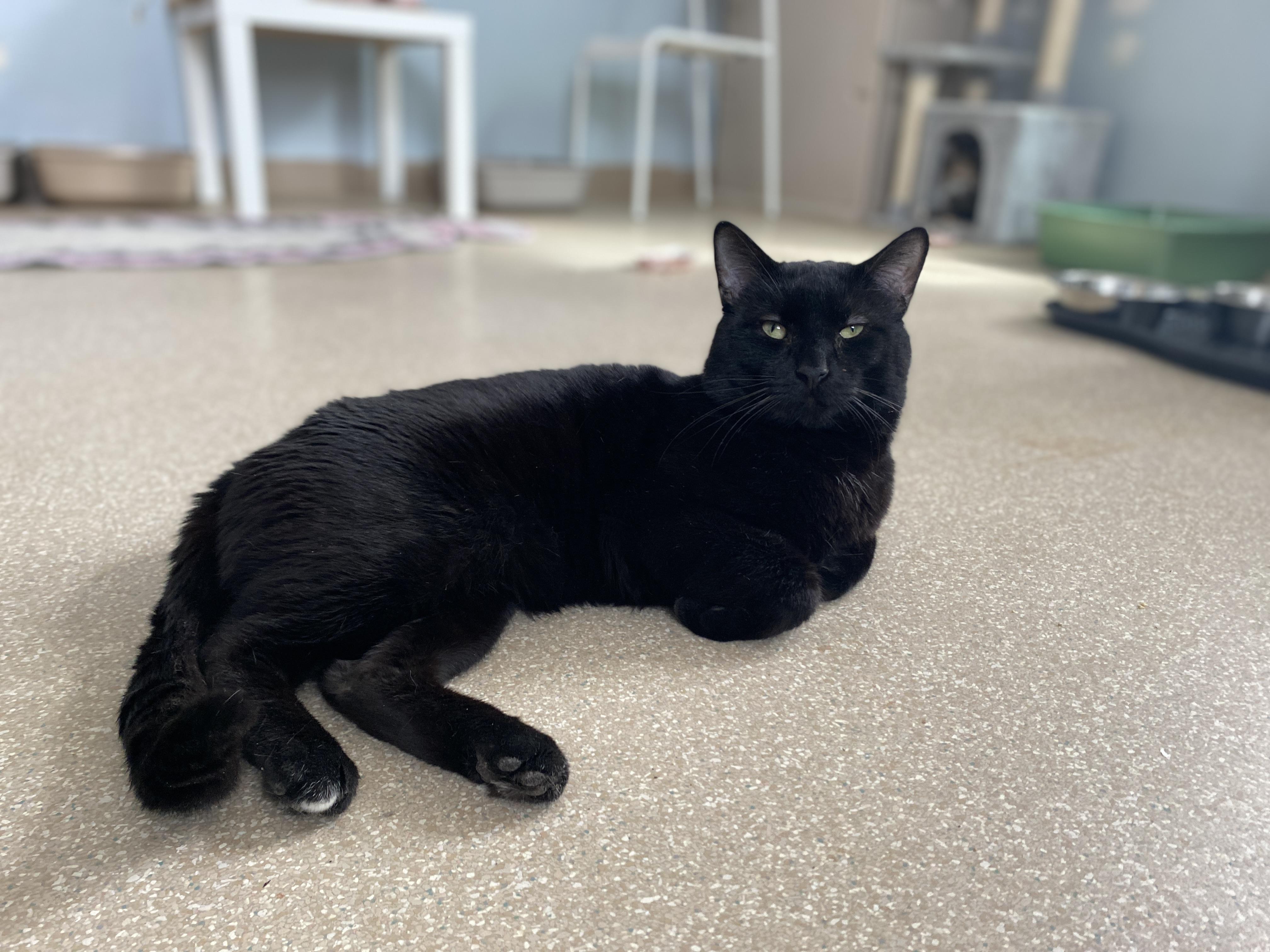 Enlarge Nimbus, an adoption pending Domestic Short Hair in Salisbury, MA image 2/6
