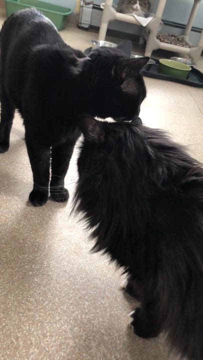 Enlarge Nimbus, an adoptable Domestic Short Hair in Salisbury, MA video 2/5