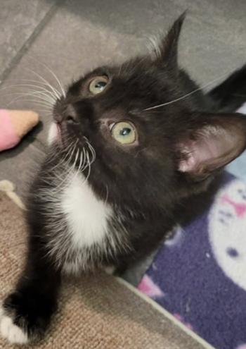 Enlarge Napoleon, a ADOPTABLE mixed breed in Escondido, CA image 2/3