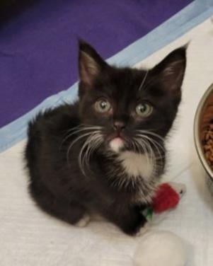 Napoleon, ADOPTABLE, Kitten Male Domestic Medium Hair.