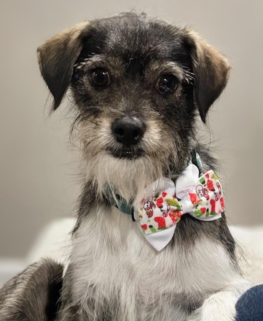 Enlarge Cantiflas-Adorable Scruffer!, a Adoptable mixed breed in Fort Myers, FL image 1/1