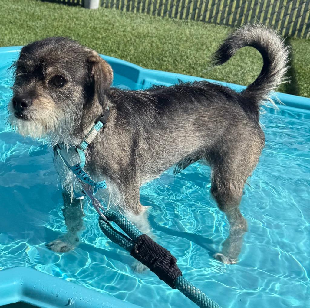 Enlarge Cantiflas-Adorable Scruffer!, a Adopted mixed breed in Fort Myers, FL image 1/6
