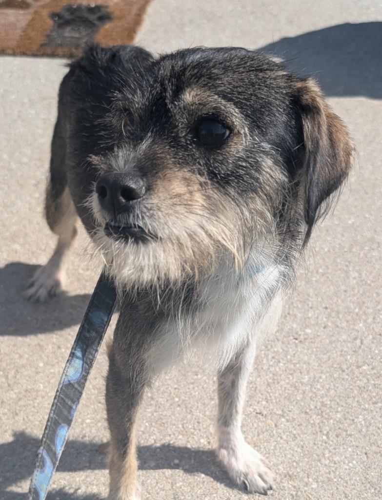 Enlarge Cantiflas-Adorable Scruffer!, a Adopted mixed breed in Fort Myers, FL image 2/6