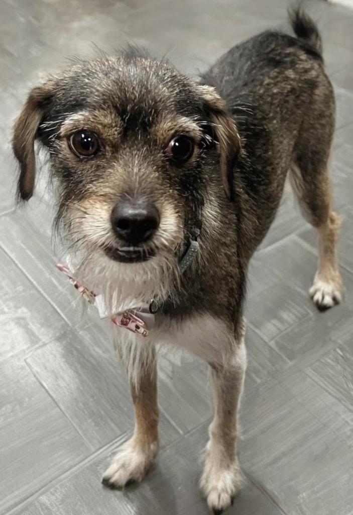 Enlarge Cantiflas-Adorable Scruffer!, a Adopted mixed breed in Fort Myers, FL image 4/6