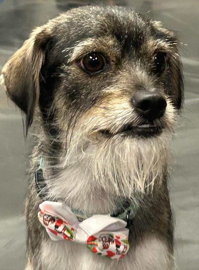 Enlarge Cantiflas-Adorable Scruffer!, a Adopted mixed breed in Fort Myers, FL image 5/6