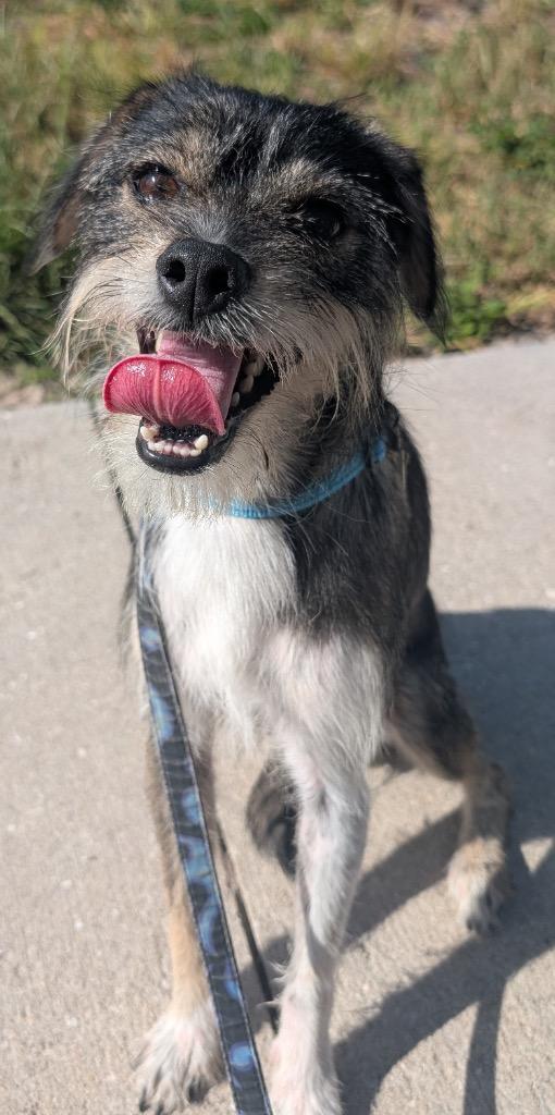 Enlarge Cantiflas-Adorable Scruffer!, a Adopted mixed breed in Fort Myers, FL image 6/6