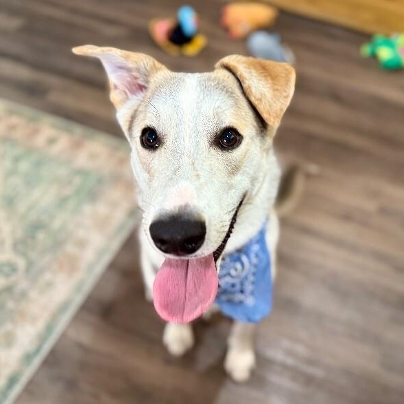 Salt so sweet belly rubs please — thumbnail 2