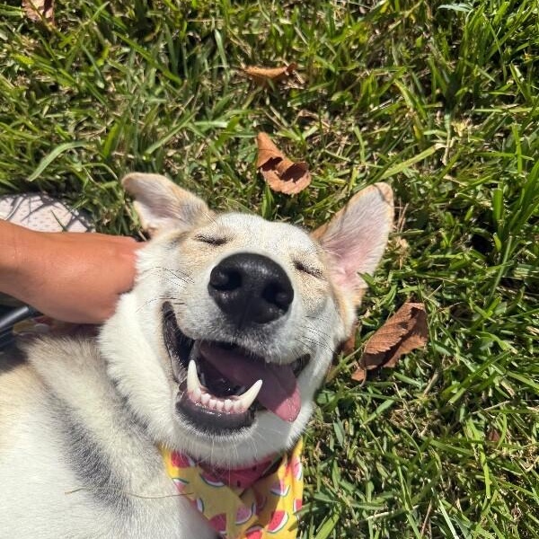 Salt so sweet belly rubs please — thumbnail 3