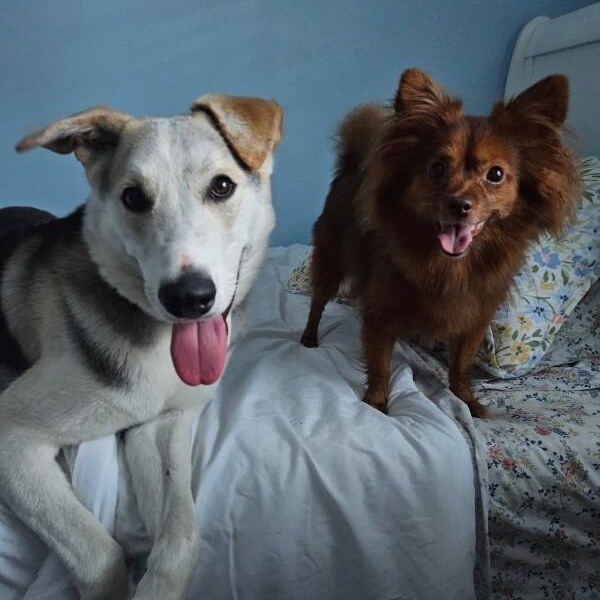 Salt so sweet belly rubs please — thumbnail 5