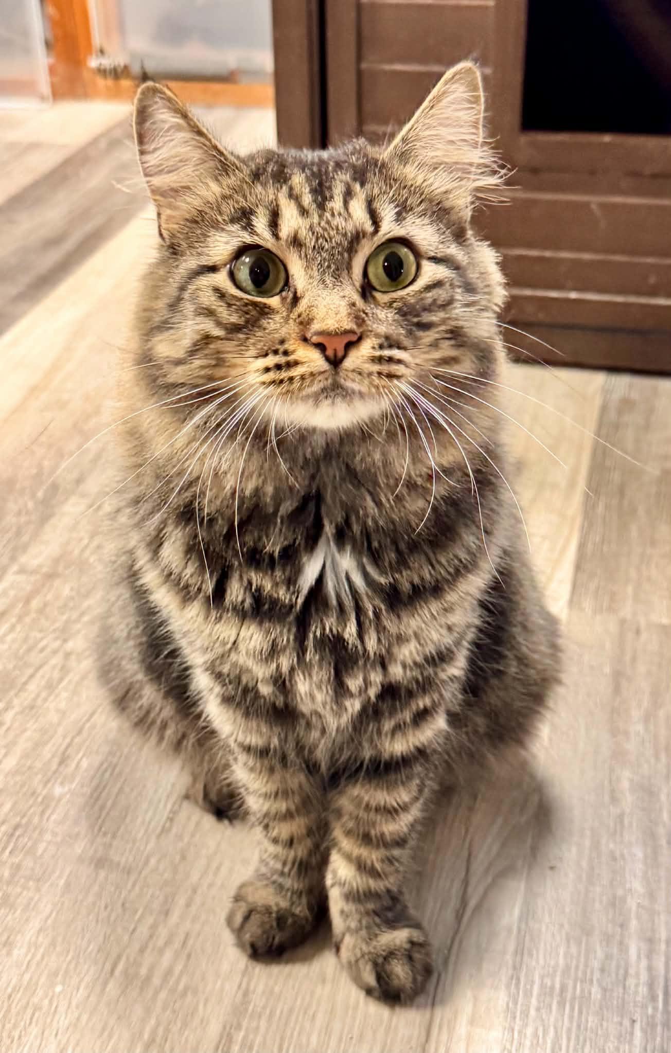 Enlarge Frida, a Adoptable Domestic Medium Hair in Erie, PA image 3/3