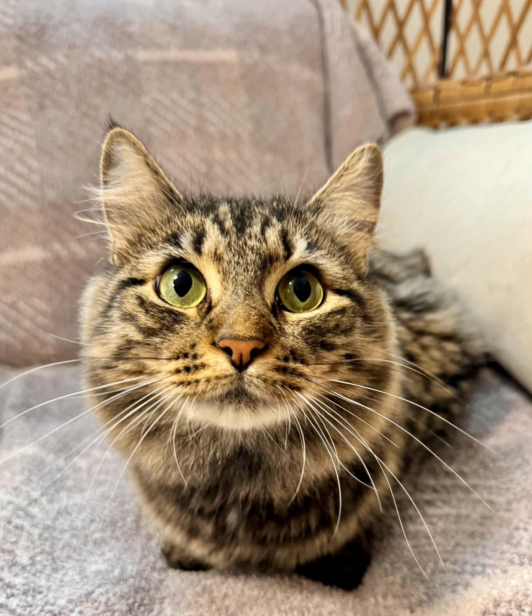 Enlarge Frida, a Adoptable Domestic Medium Hair in Erie, PA image 2/3
