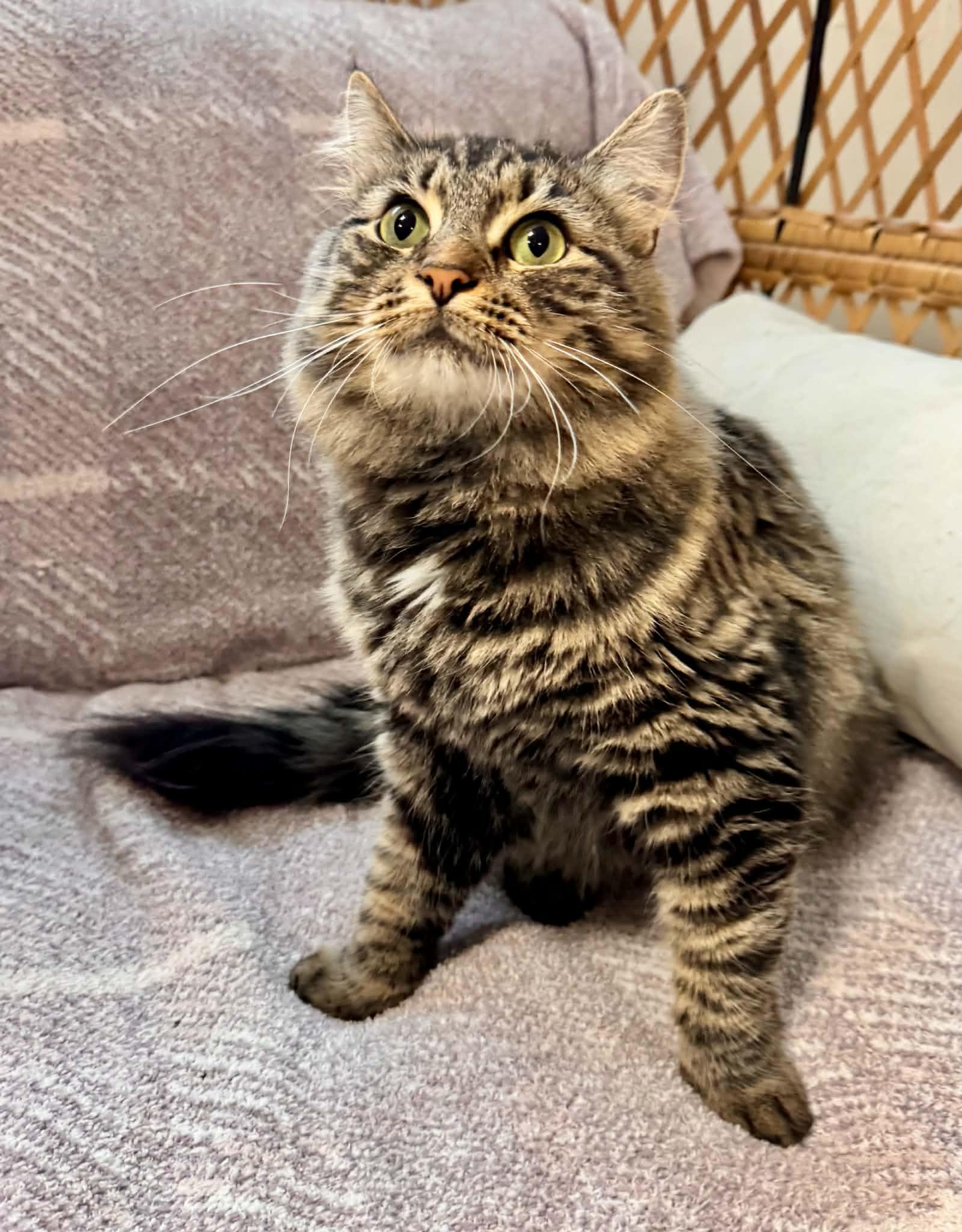 Frida, Adoptable, Adult Female Domestic Medium Hair.