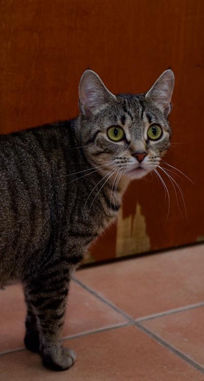 Toot, a Adoptable mixed breed in North Miami Beach, FL image 1/2