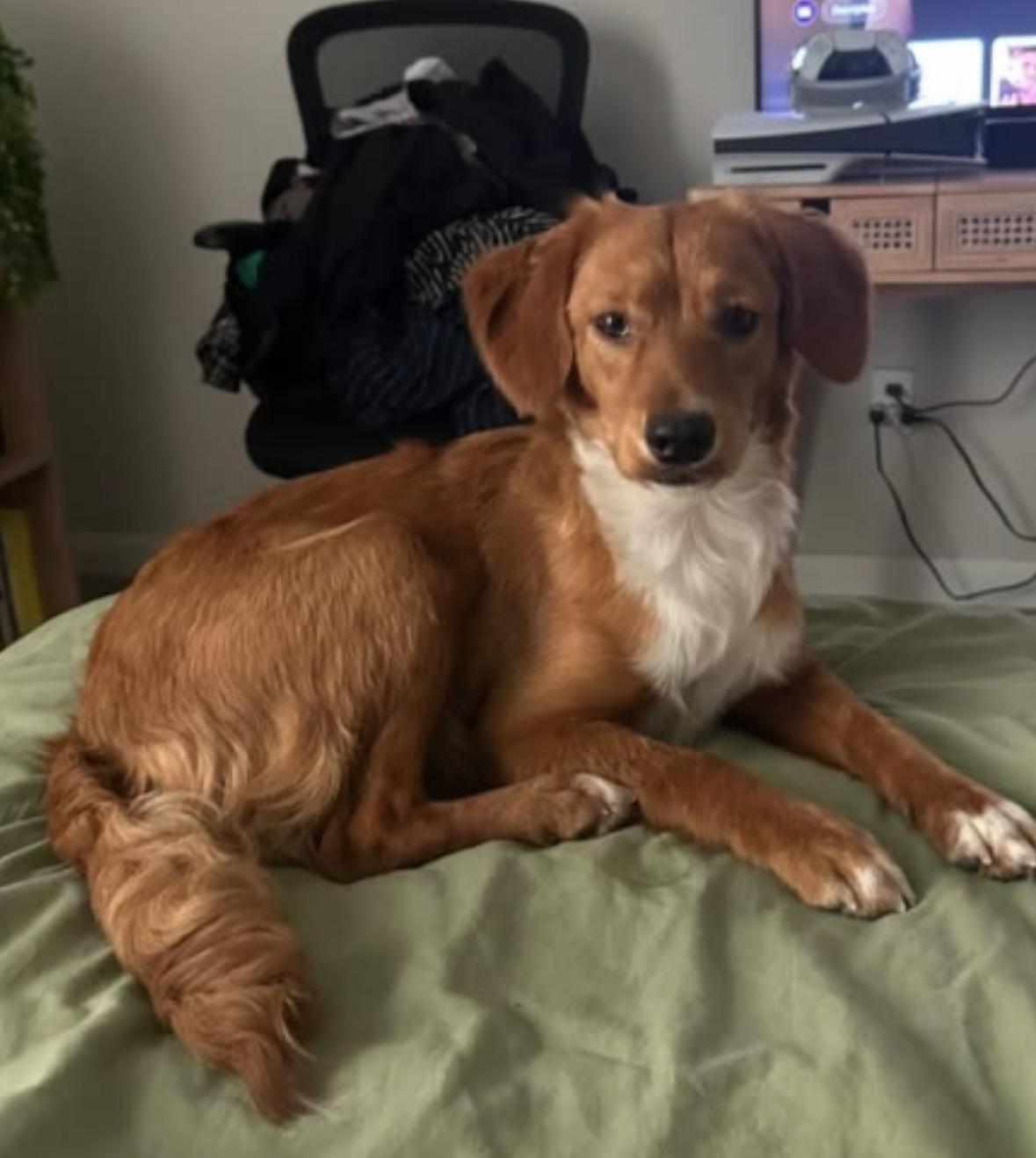 Enlarge Cali, a Adoptable mixed breed in Gainesville, VA image 1/1