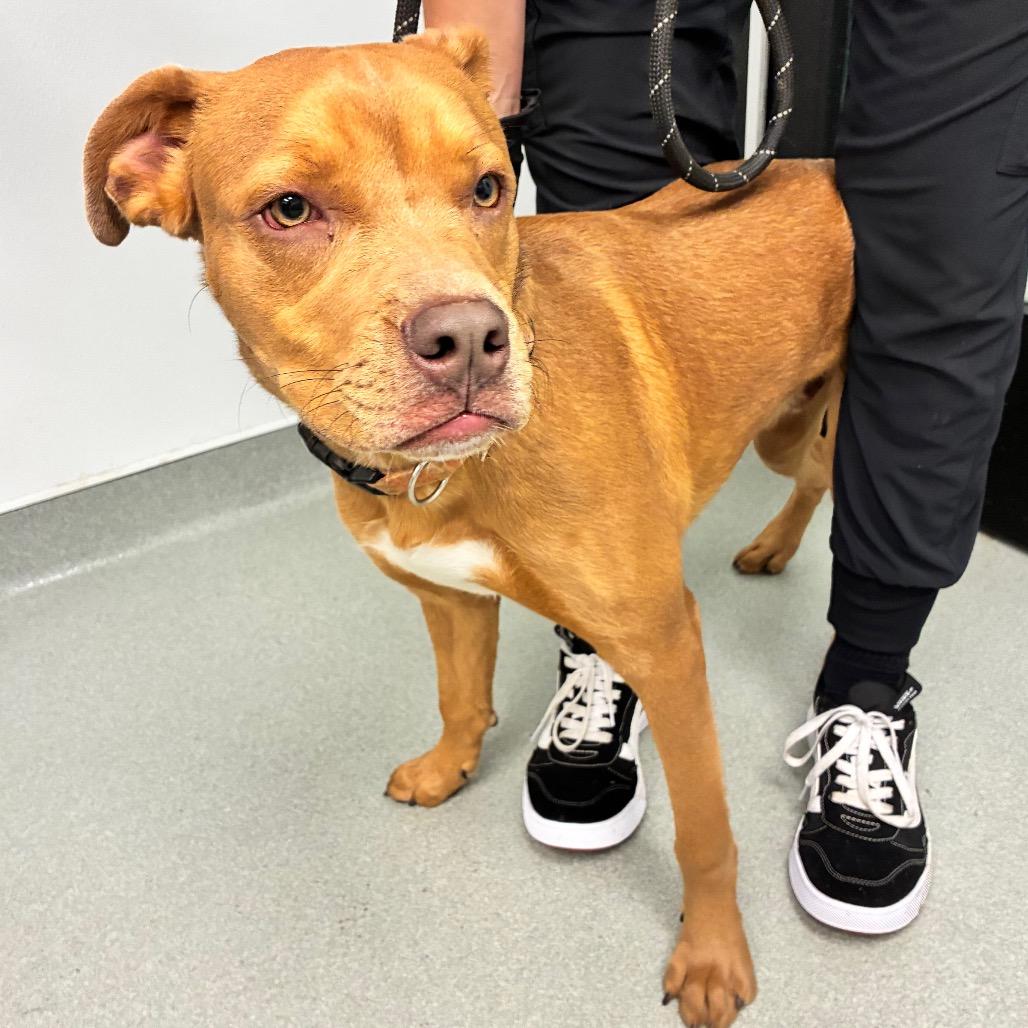 Churro, Adoptable, Young Male Terrier & Mixed Breed.