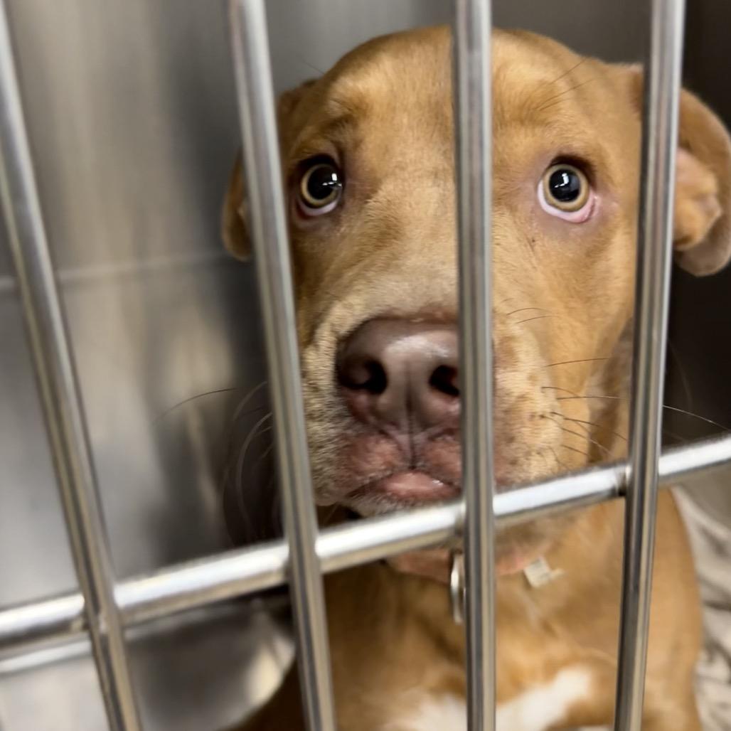 Enlarge Churro, a Adoptable mixed breed in Abilene, TX image 2/2
