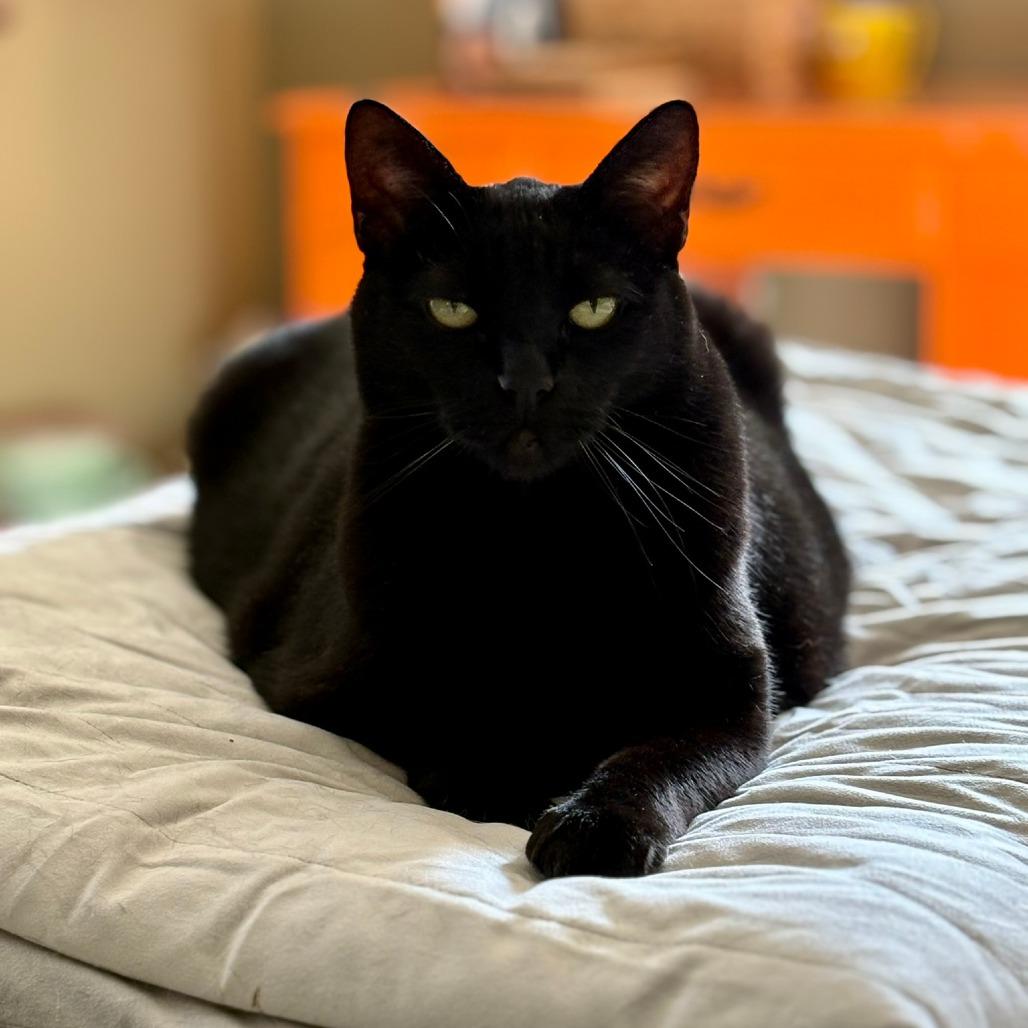 Midnight, Adoptable, Senior Male Domestic Short Hair.
