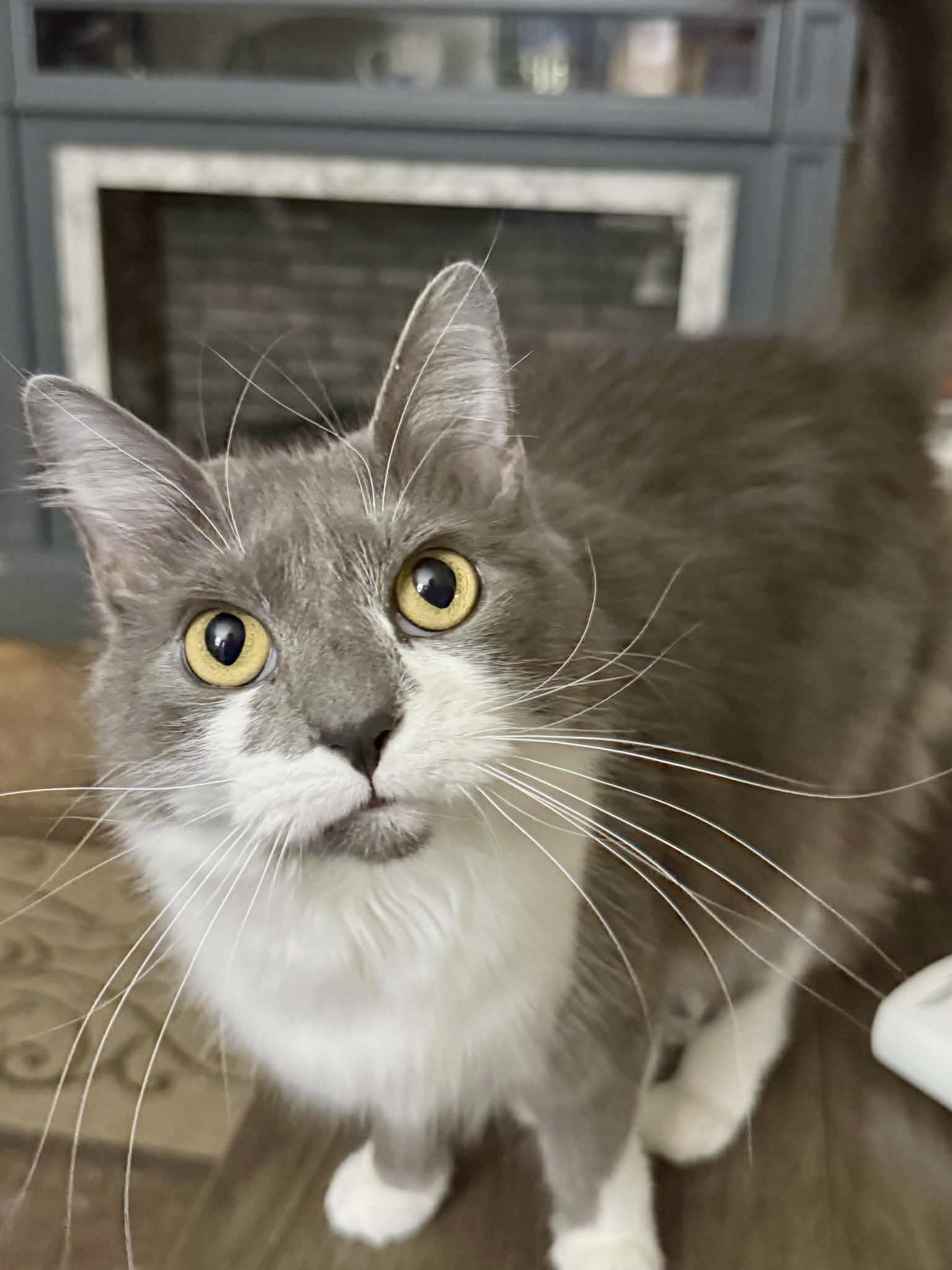 Enlarge Stormi (courtesy listing), an adopted Domestic Long Hair in Myrtle Beach, SC image 1/1