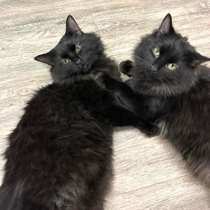 Jellybean & Sprinkles