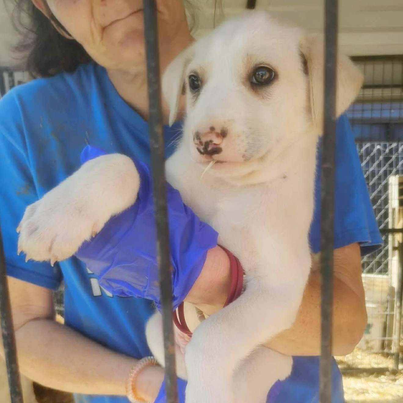 Enlarge Coconut, a ADOPTABLE mixed breed in Yaphank, NY image 1/1