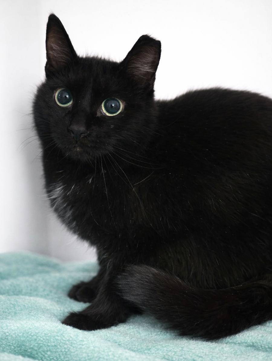 Cinemark, a Adoptable Domestic Short Hair in Cuyahoga Falls, OH image 1/3