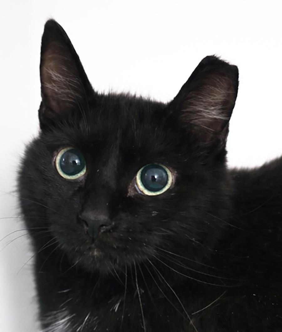 Cinemark, a Adoptable Domestic Short Hair in Cuyahoga Falls, OH image 2/3