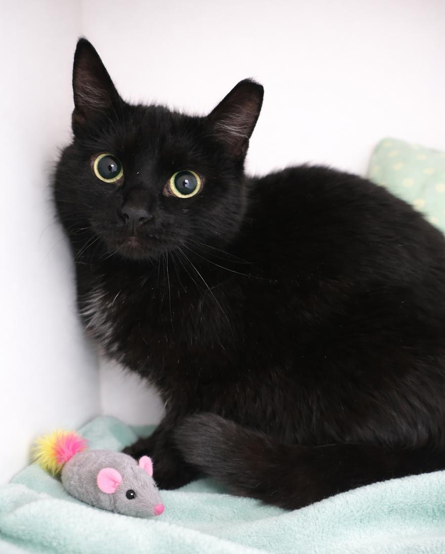 Cinemark, a Adoptable Domestic Short Hair in Cuyahoga Falls, OH image 3/3