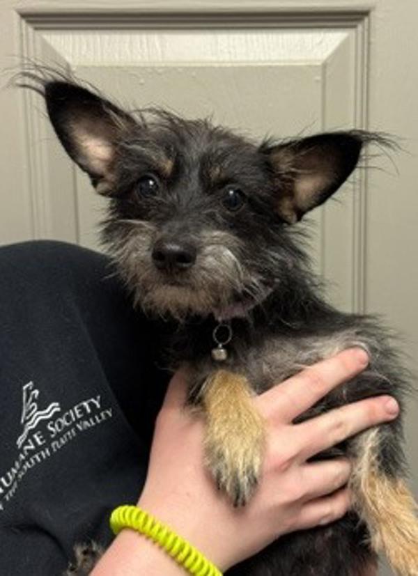Mushu, Adoptable, Young Female Terrier.