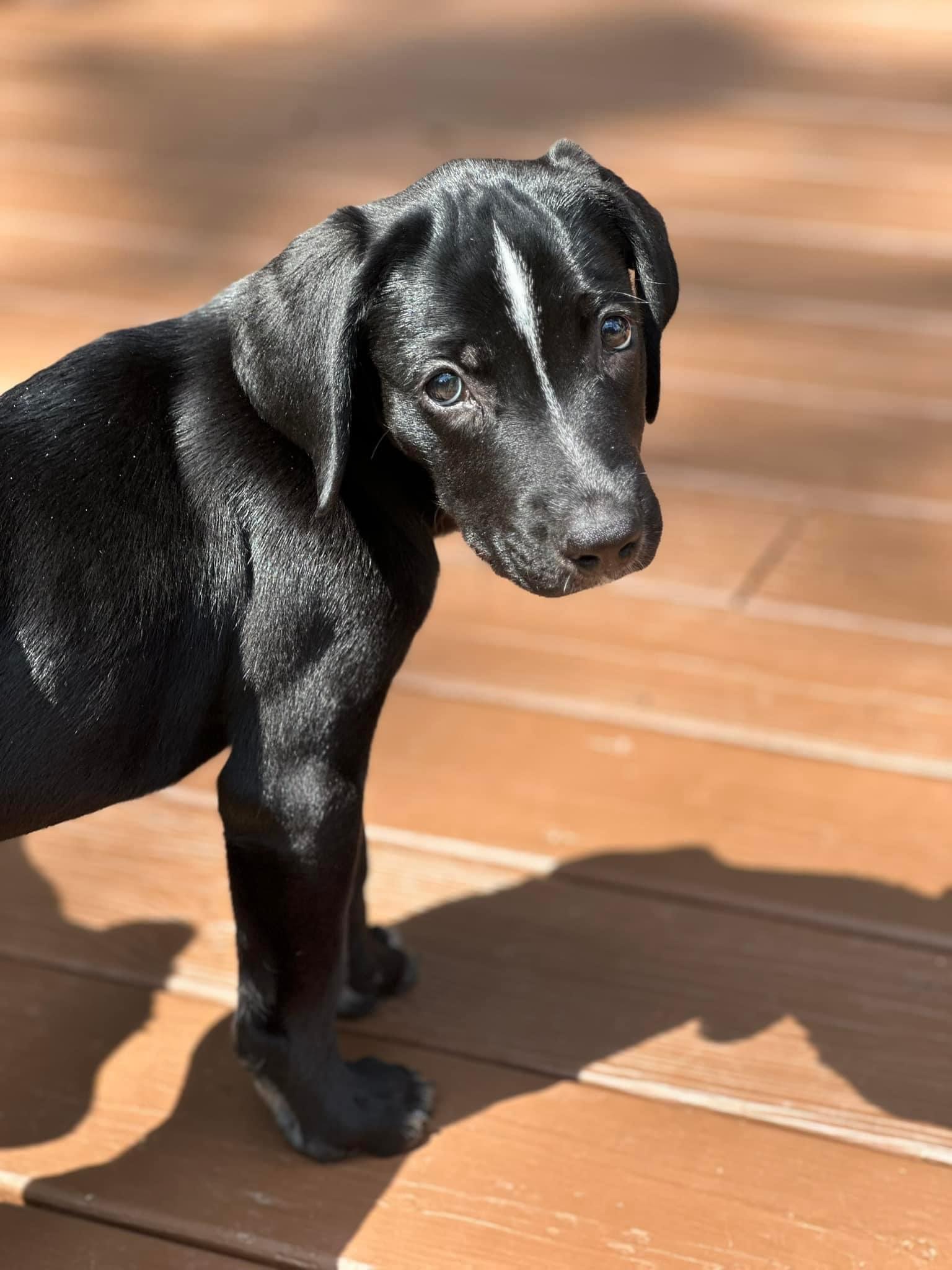 Clyde, Adopted, Puppy Male Black Labrador Retriever.