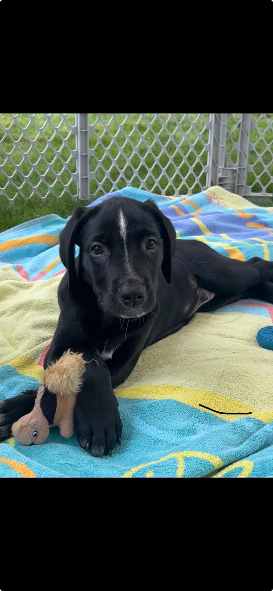 Enlarge Clyde, a Adopted mixed breed in Glenmoore, PA image 2/2