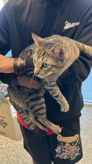 Enlarge Claws, a Adoptable Domestic Short Hair in Mustang, OK image 1/1