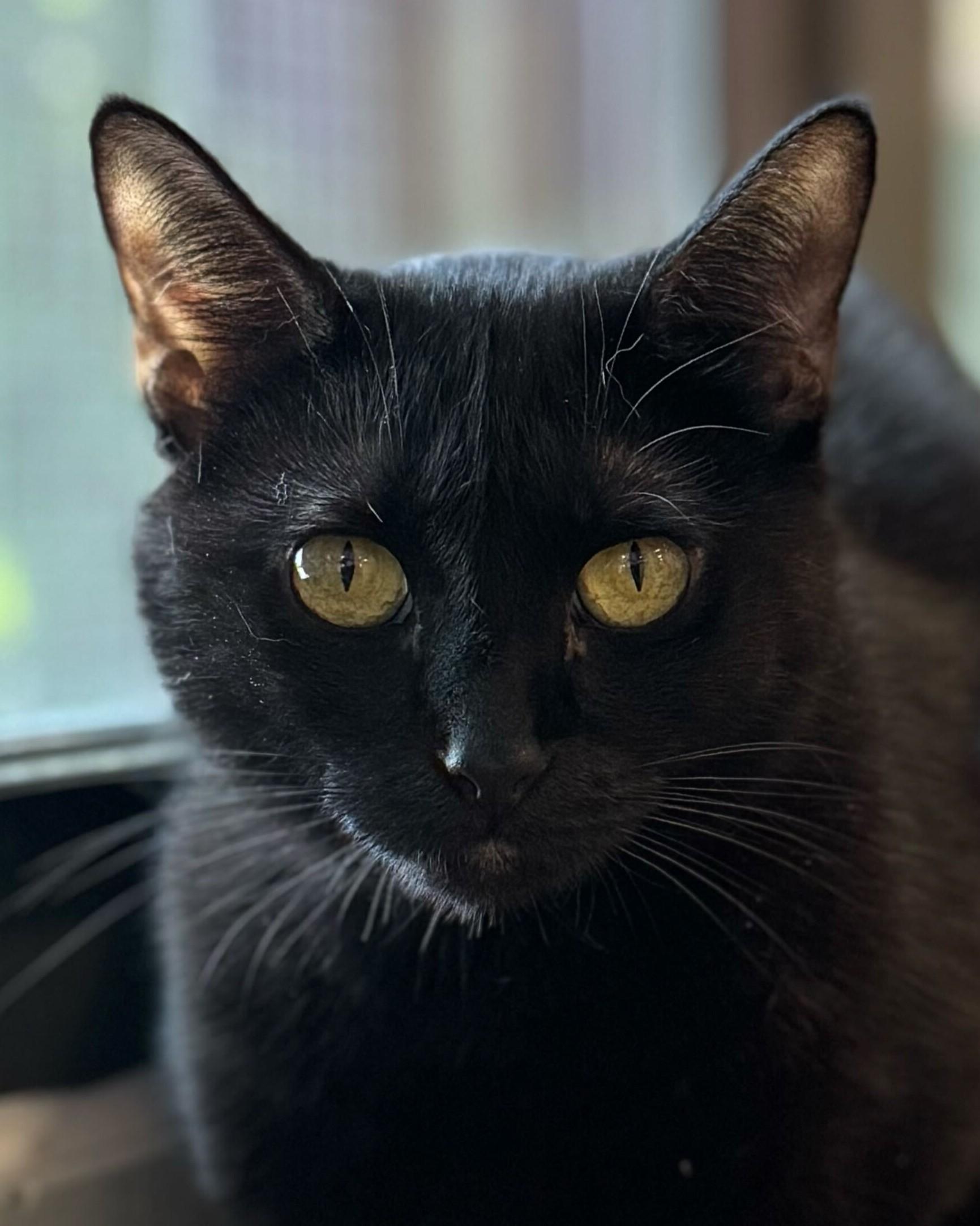 Oakes, a Adoptable Domestic Short Hair in Grayslake, IL image 1/3