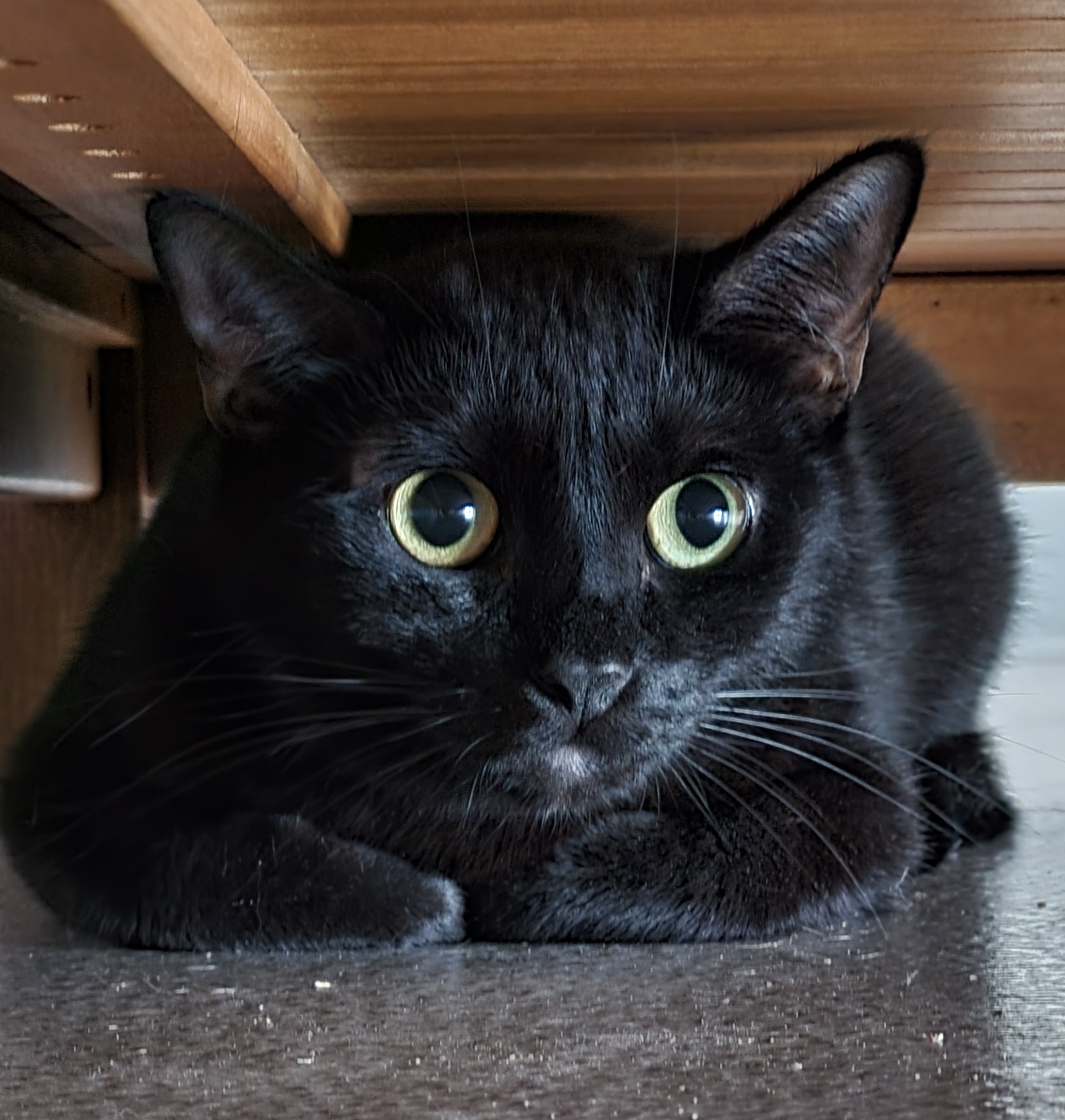 Oakes, a Adoptable Domestic Short Hair in Grayslake, IL image 2/3