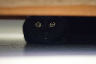 Oakes, a Adoptable Domestic Short Hair in Grayslake, IL image 3/3