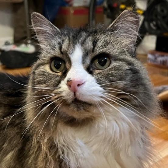 Enlarge Courtesy Post: Etta, a Adoptable mixed breed in New York, NY image 5/6