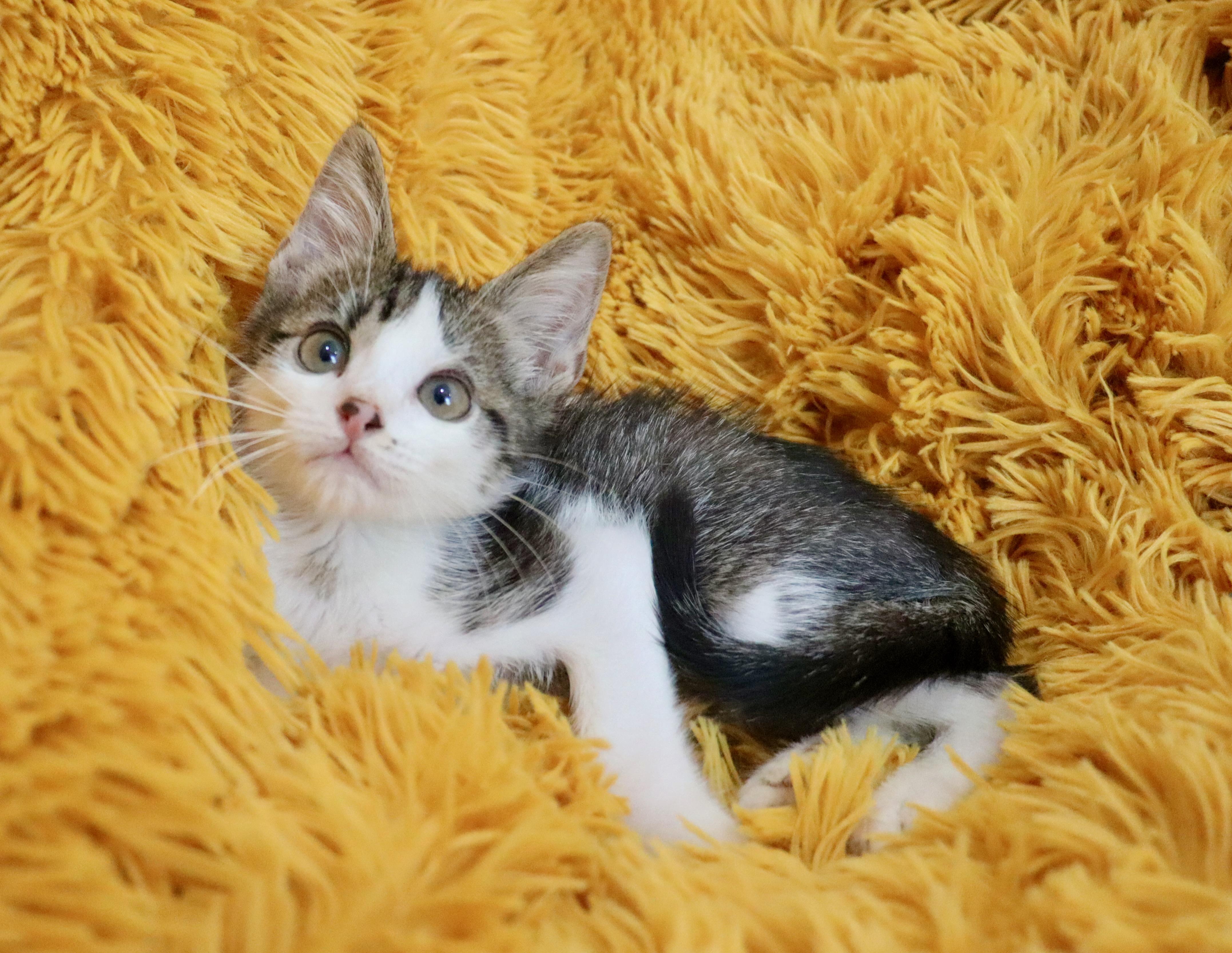 Cotton
