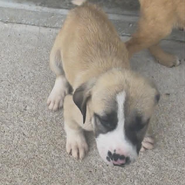 Canyon, a Adoptable Mixed Breed in Stilwell, OK image 1/2