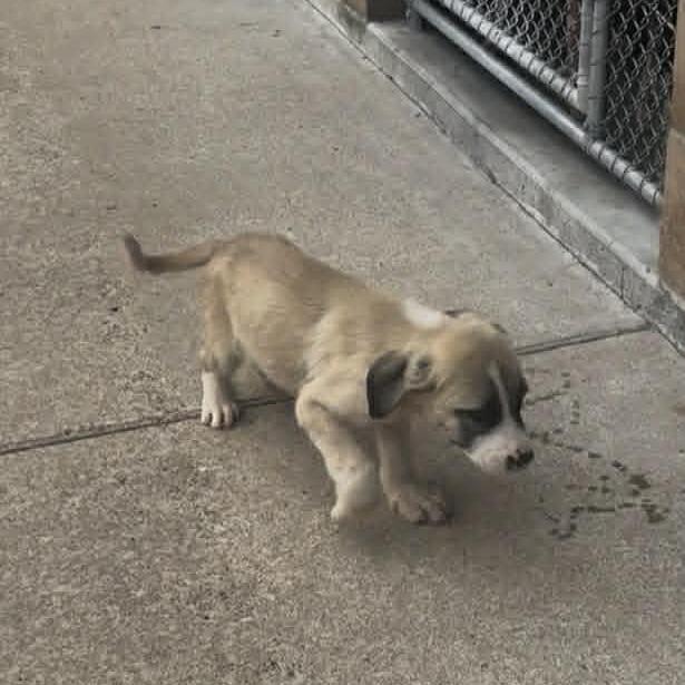 Canyon, a Adoptable Mixed Breed in Stilwell, OK image 2/2